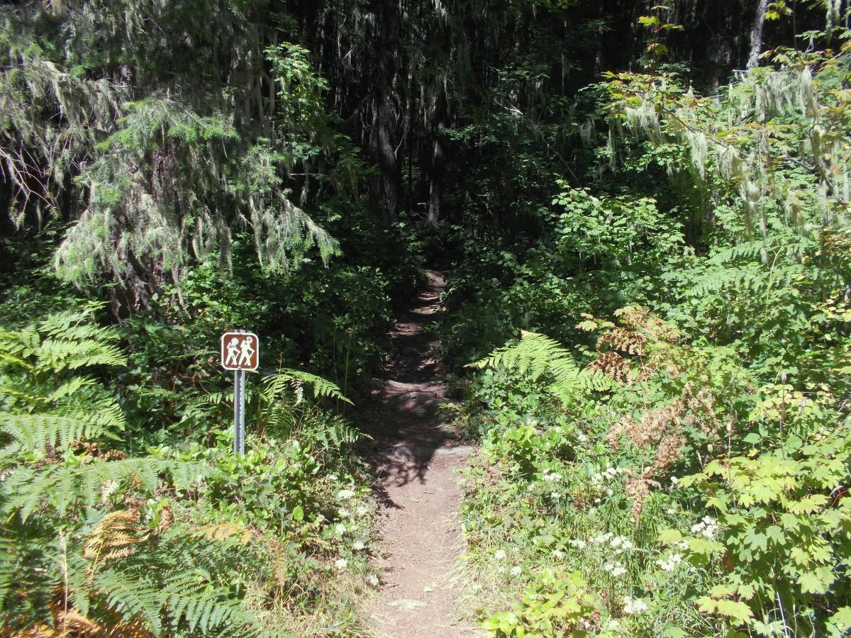 A dirt hiking trail bordered by lush green foliage, including ferns and shrubs, leading into a dense forest. There is a signpost indicating the trail is designated for hiking. Sunlight filters through the trees, creating a serene atmosphere. Goodman Creek mountain bike trail.