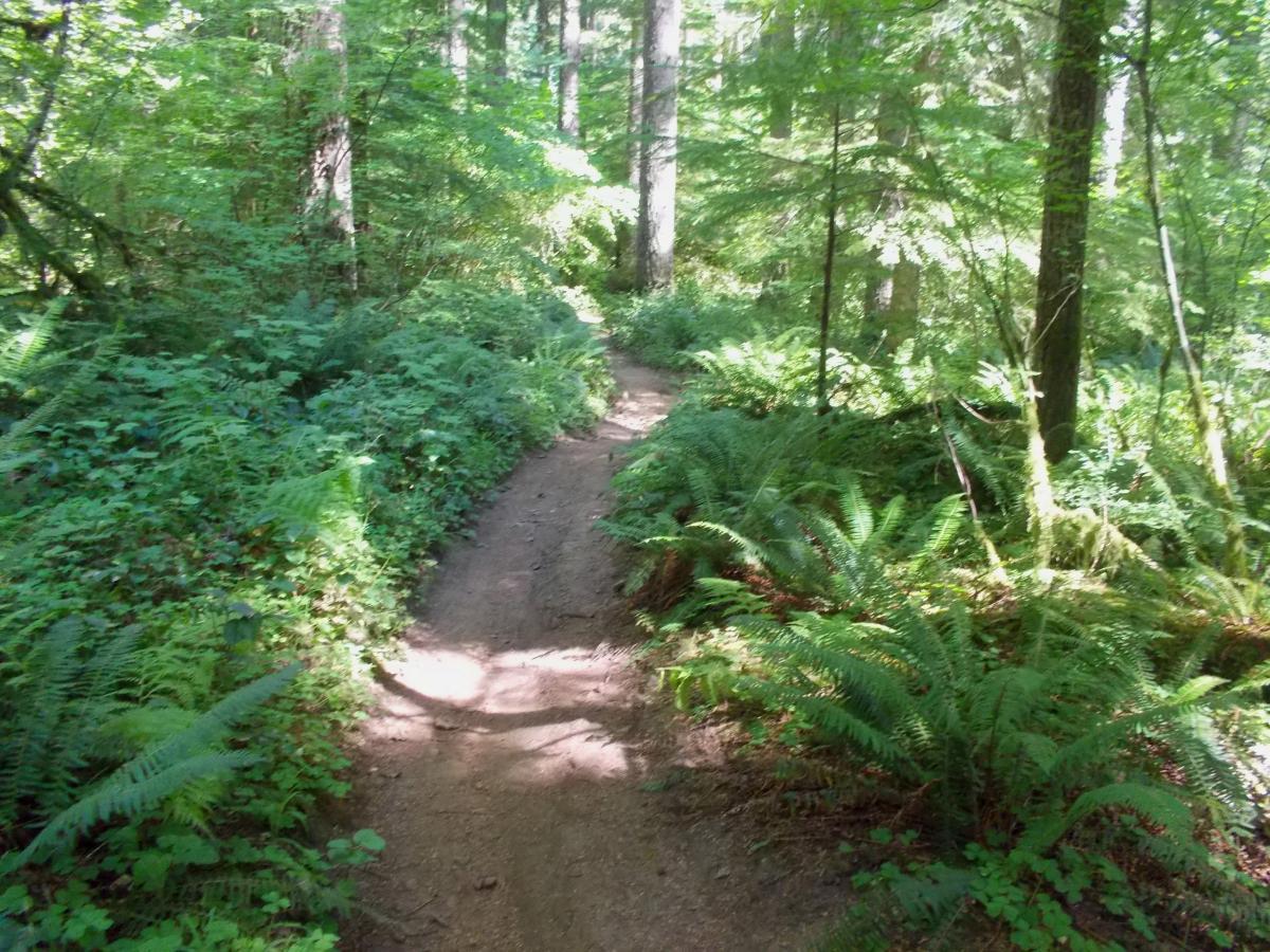 A winding dirt path through a lush green forest, surrounded by ferns and dense foliage, with sunlight filtering through the trees. Goodman Creek mountain bike trail.
