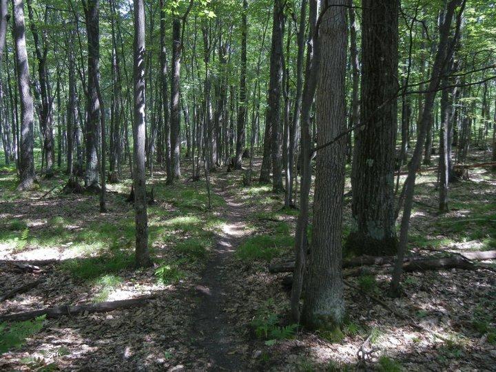 A narrow dirt path winding through a dense forest of tall trees with lush green leaves, scattered underbrush, and patches of sunlight filtering through the canopy. Hanson Hills mountain bike trail.
