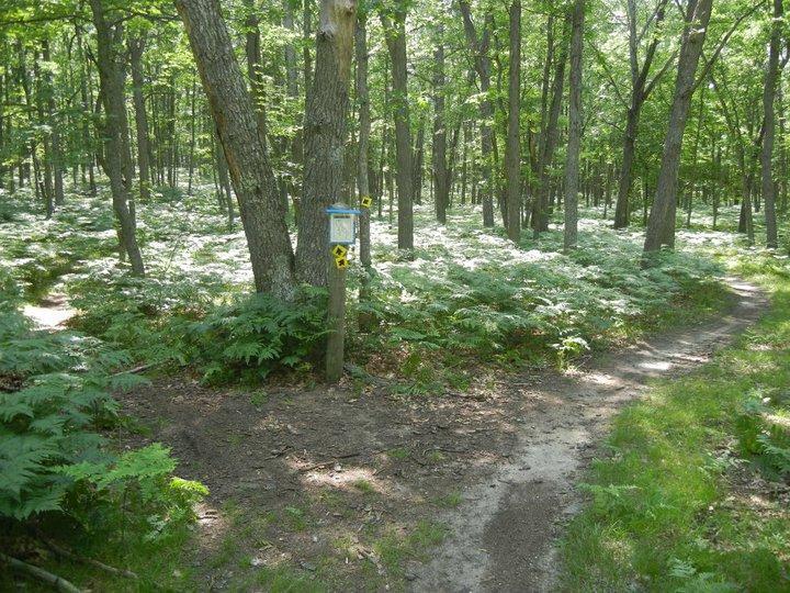 A serene forest scene showing a dirt path that diverges to the right, surrounded by tall trees and lush green ferns. A trail marker is visible on a tree trunk, providing navigation guidance. Sunlight filters through the leaves, casting dappled light on the forest floor. Hanson Hills mountain bike trail.