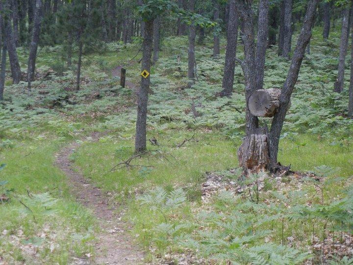 A winding dirt path through a lush forest, surrounded by tall trees and green ferns. A tree stump is prominently featured on the right side of the image, while a trail marker can be seen on a nearby tree. The scene evokes a sense of tranquility and nature. Hanson Hills mountain bike trail.
