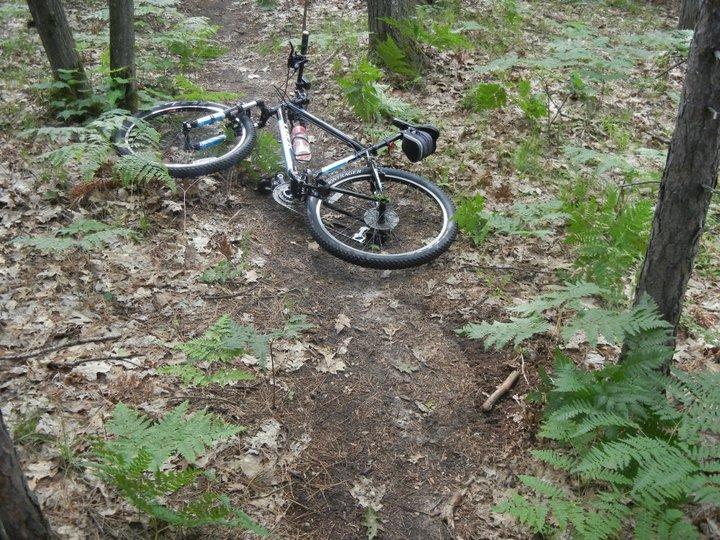 A mountain bike lies on its side on a dirt trail surrounded by lush greenery and ferns in a forested area. Fallen leaves are scattered on the ground, creating a natural, rustic setting. Hanson Hills mountain bike trail.