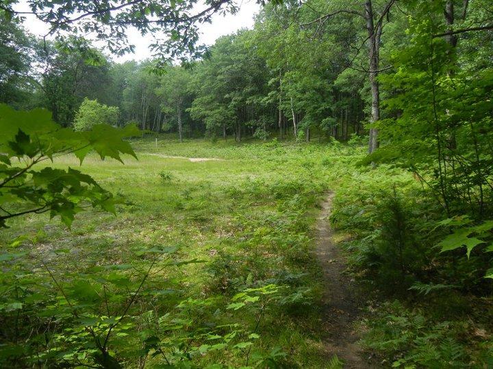 A serene forest scene featuring a narrow dirt path winding through lush green foliage, leading into a clearing surrounded by trees. Sunlight filters through the leaves, casting a soft light on the grassy area ahead. Hanson Hills mountain bike trail.