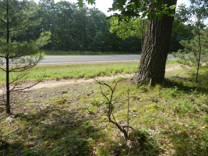 A view of a roadside scene featuring a large tree to the right, surrounded by a grassy area with small bushes and pine saplings. The edge of a paved road is visible in the background, alongside a forested area with dense trees. Sunlight filters through the leaves, creating a peaceful natural setting. Hanson Hills mountain bike trail.