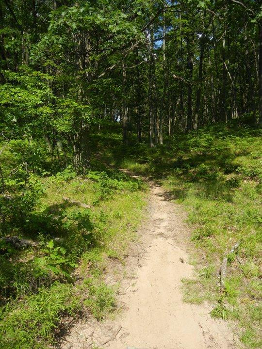 A narrow dirt path winding through a lush green forest, surrounded by trees and ferns under a bright blue sky. Hanson Hills mountain bike trail.