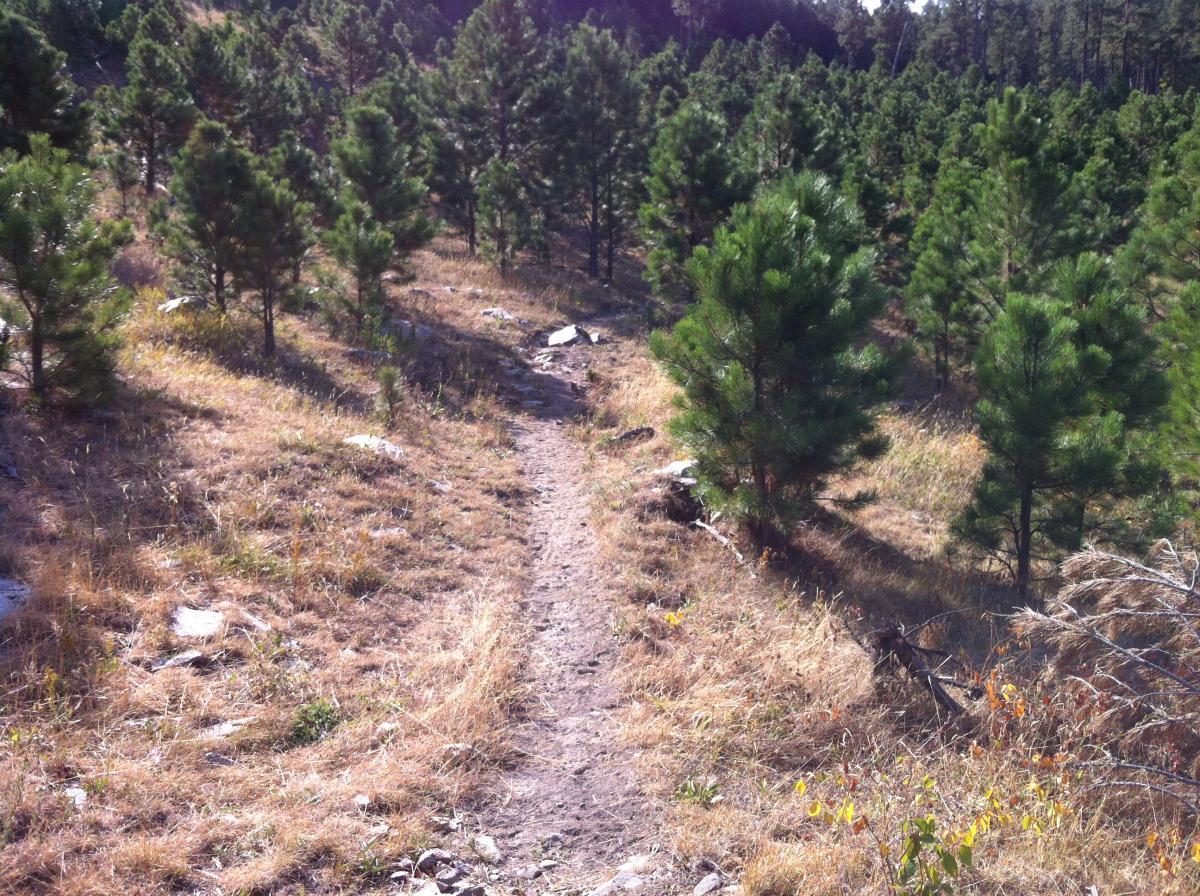 A dirt trail winding through a sunlit forest of young pine trees, surrounded by dry grass and scattered rocks. Centennial Trail mountain bike trail.