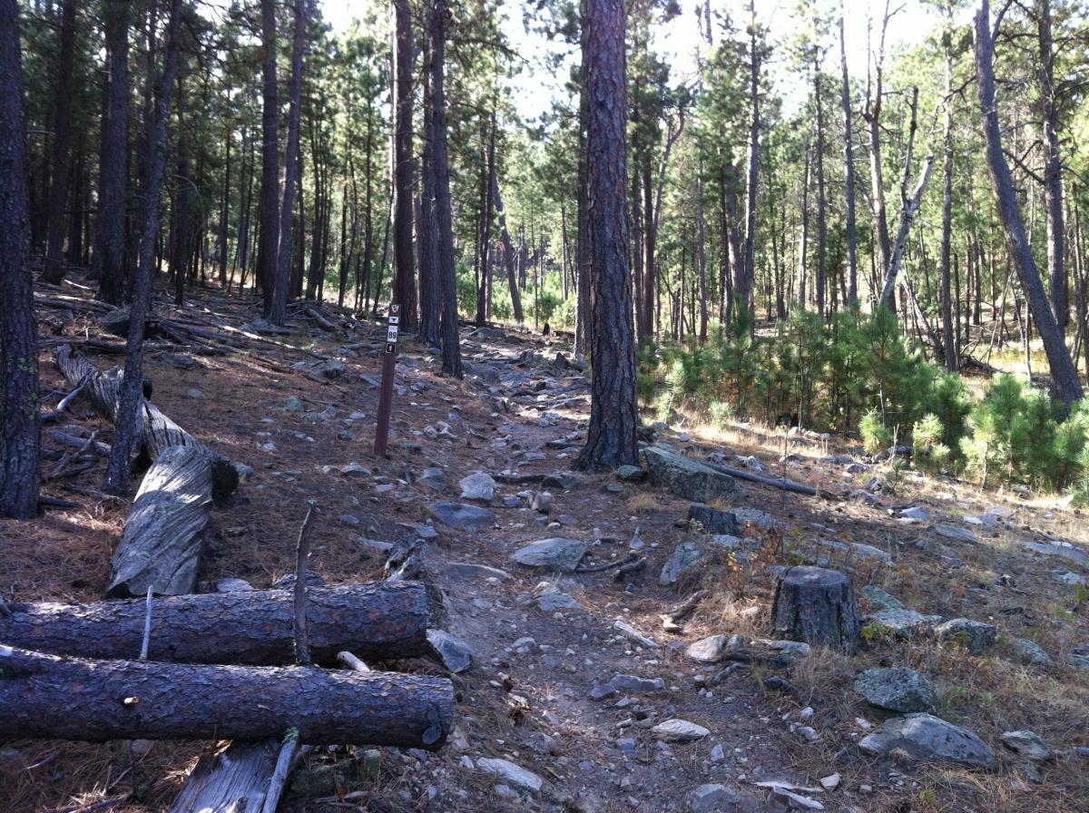 A winding dirt path through a forest, surrounded by tall pine trees. The ground is covered with rocks and logs, with a wooden trail marker visible along the route. Sunlight filters through the branches, casting dappled shadows on the forest floor. Centennial Trail mountain bike trail.