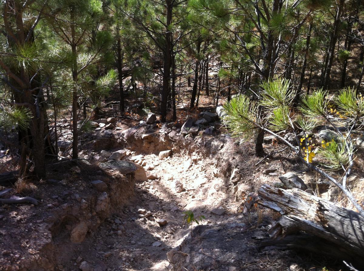 A narrow, rocky trail winding through a forest of tall pine trees, with patches of sunlight illuminating the dry, uneven ground. The scene includes scattered rocks and soil, suggesting recent erosion or disturbance in the landscape. Centennial Trail mountain bike trail.