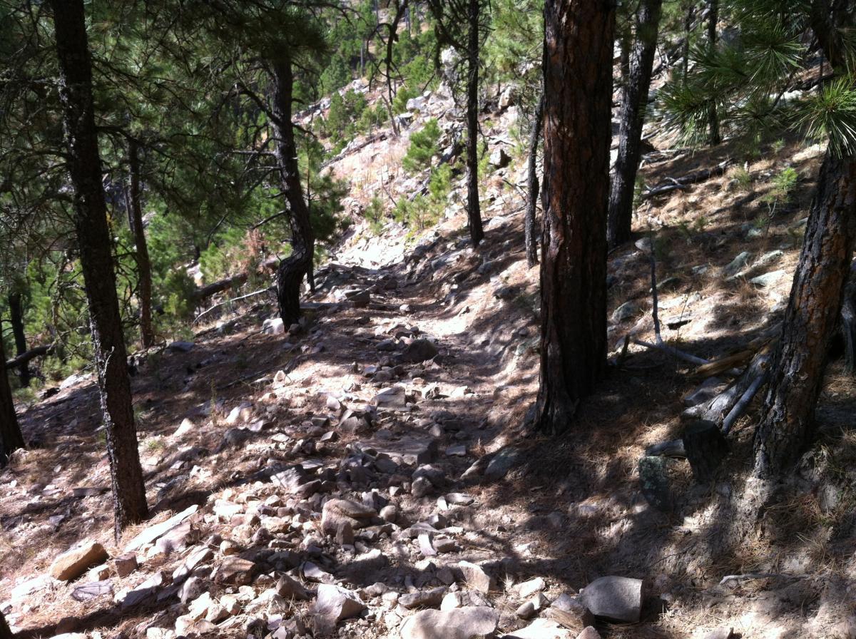 A rocky trail winding through a forested area, with tall trees and scattered boulders lining the path. Sunlight filters through the foliage, casting dappled shadows on the ground. Centennial Trail mountain bike trail.