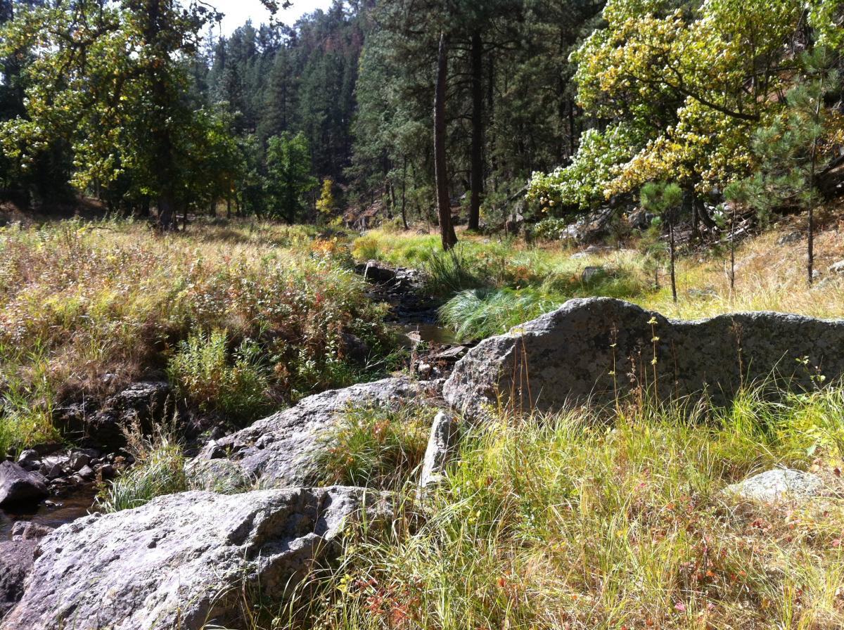 A serene natural landscape featuring a small stream winding through a grassy area dotted with rocks, surrounded by tall trees and dense vegetation. Sunlight filters through the leaves, creating a peaceful and idyllic scene. Centennial Trail mountain bike trail.