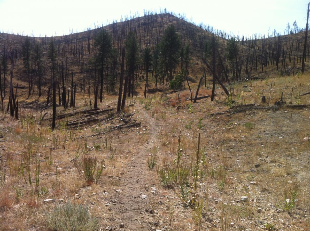A barren landscape featuring burnt trees and dry grass, with a visible pathway winding through the terrain. The background showcases a hillside with charred tree stumps and scattered vegetation indicative of post-wildfire recovery. Centennial Trail mountain bike trail.