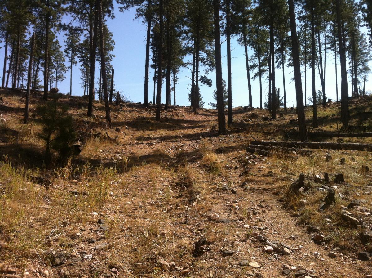 A dirt path winding through a forested area, lined with tall pine trees and scattered rocks. The ground is dry with patches of grass, and the sky is clear and blue, indicating a sunny day. Centennial Trail mountain bike trail.