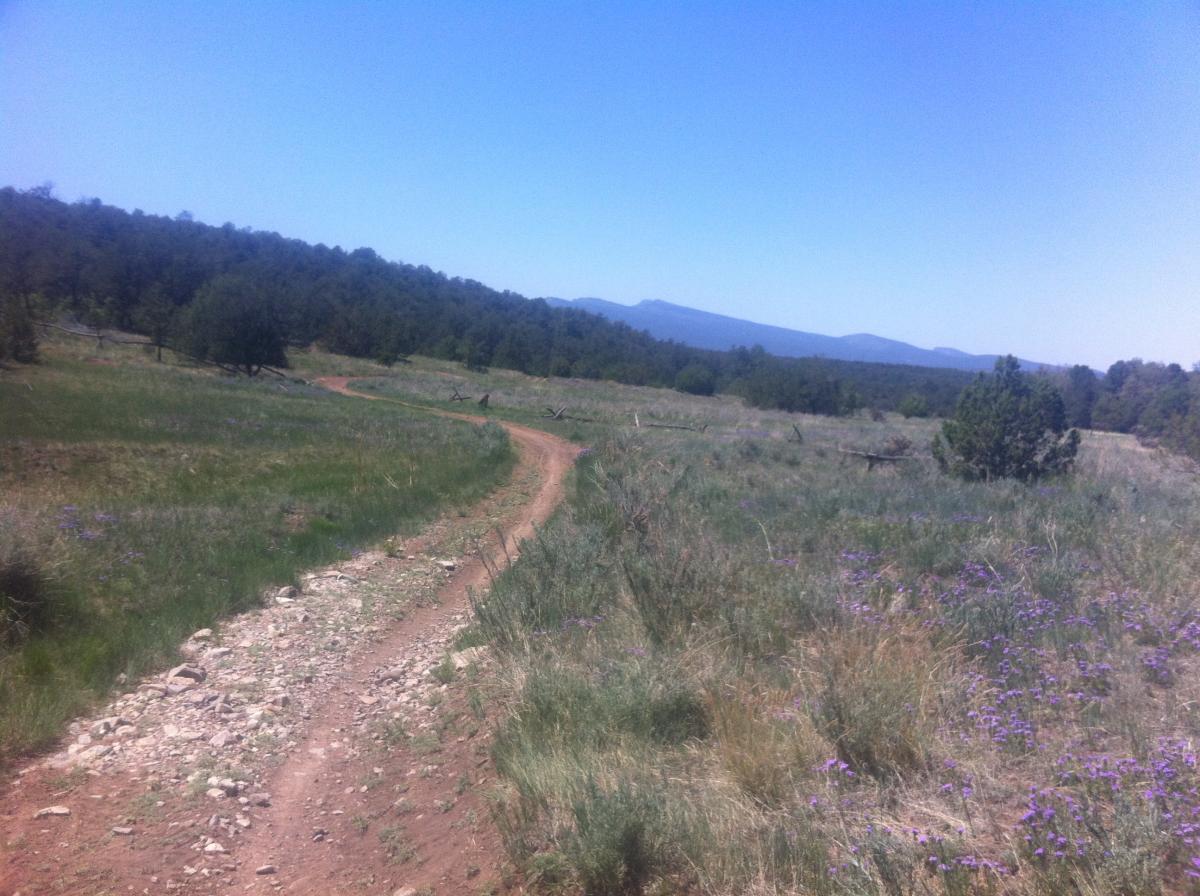 A winding dirt path cuts through a grassy landscape dotted with wildflowers, leading towards a distant mountain range under a clear blue sky. The area is surrounded by scattered trees and a peaceful, natural setting. Gear Grinder (05630) mountain bike trail.