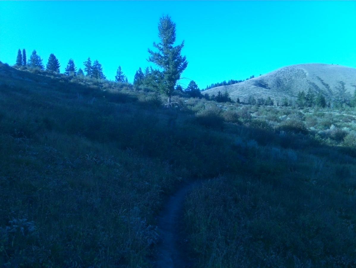 A serene landscape featuring a winding path through grassy hills, with a backdrop of tall trees and rolling terrain under a clear blue sky. Bovine mountain bike trail.