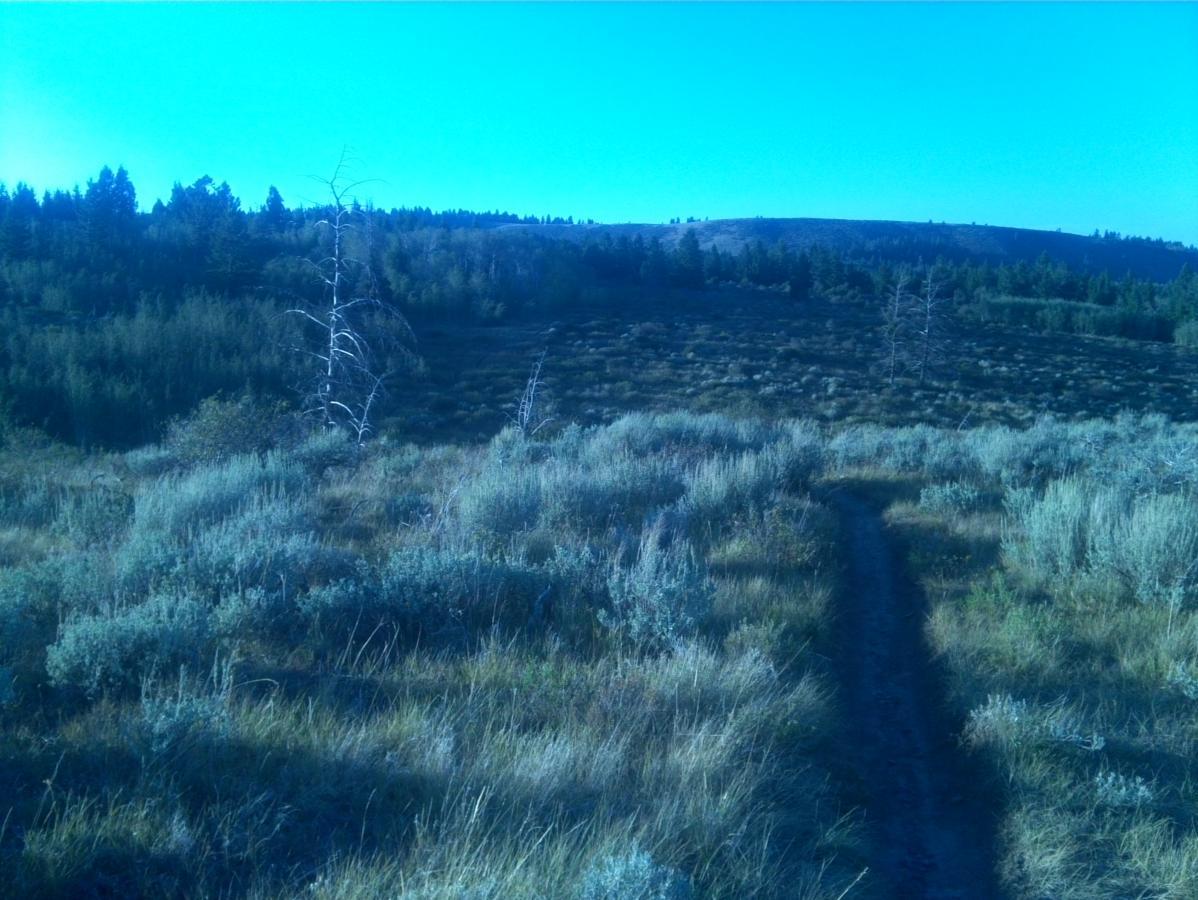 A scenic landscape featuring a winding dirt path through a field of tall grass and sagebrush, with sparse trees and a distant hillside under a clear blue sky. The scene conveys a serene and natural outdoor setting. Bovine mountain bike trail.