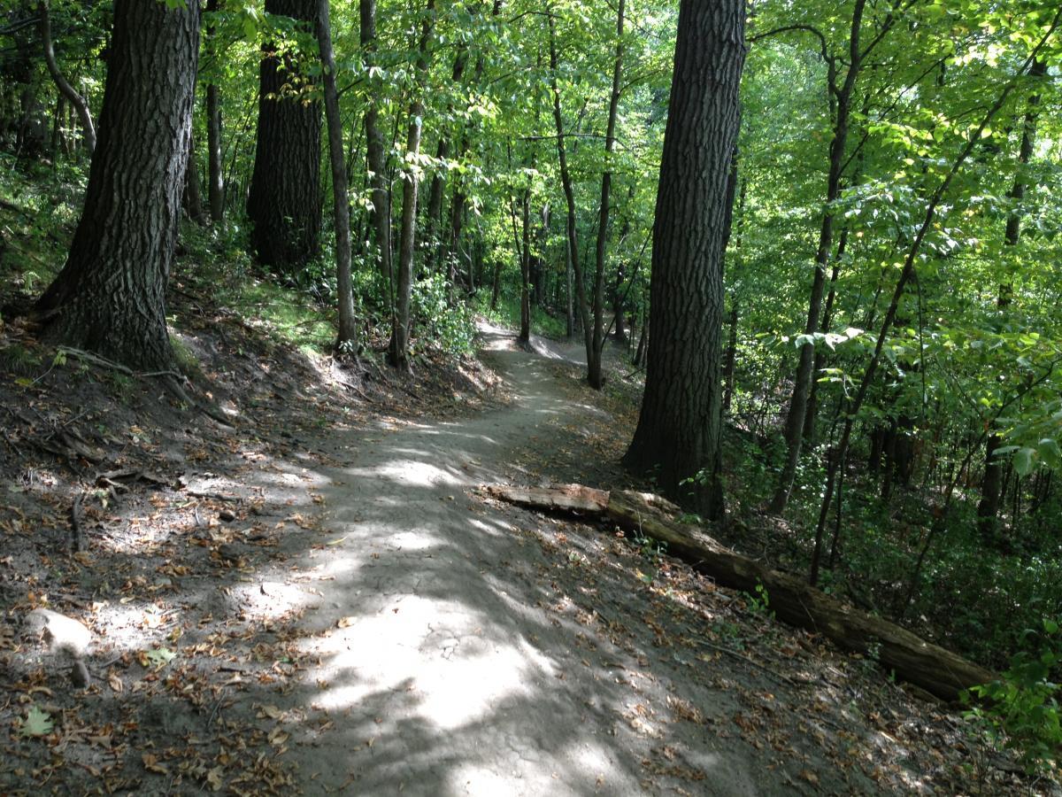 A winding dirt path through a lush green forest, flanked by tall trees and scattered leaves on the ground. Sunlight filters through the foliage, creating dappled shadows alongside the trail. Elm Creek Park mountain bike trail.