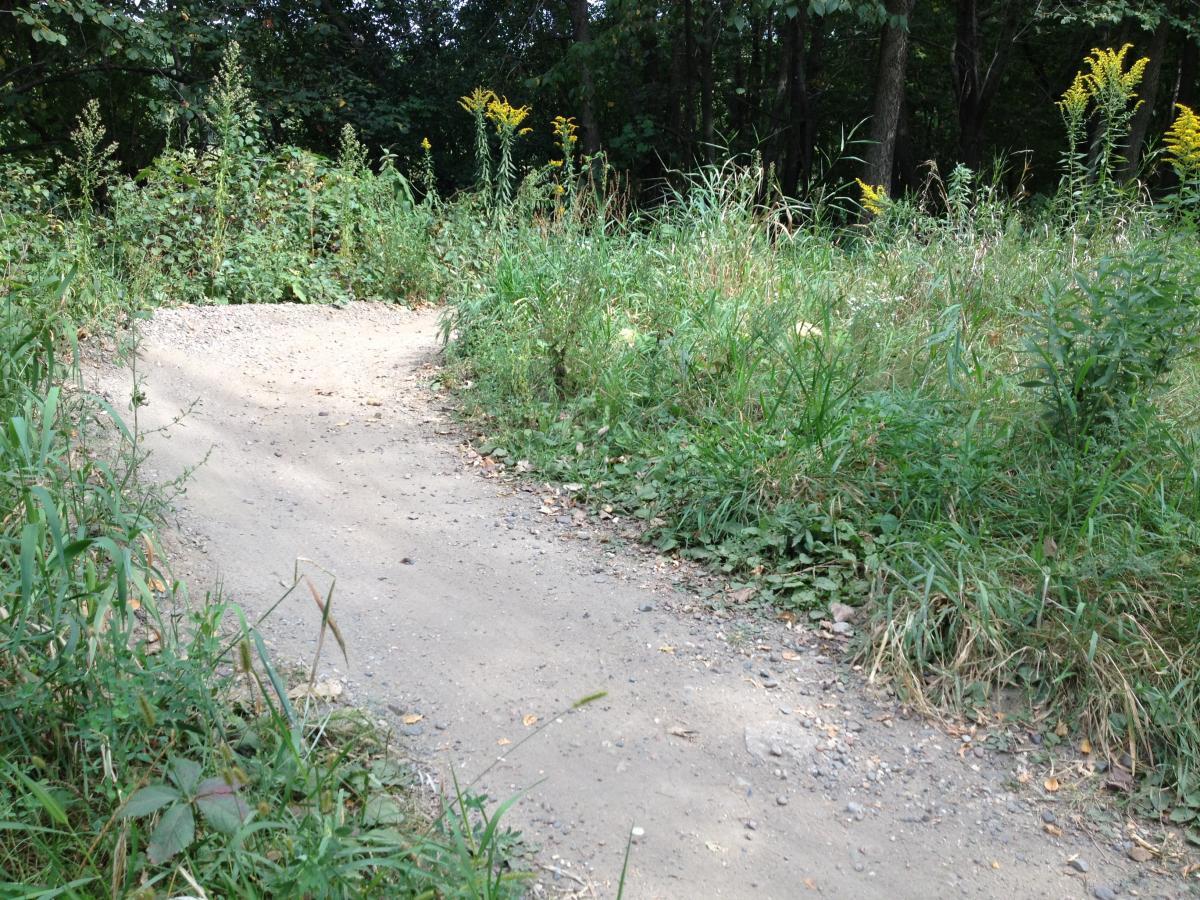 A winding dirt path surrounded by tall grasses and wildflowers, leading into a lush green wooded area. Elm Creek Park mountain bike trail.