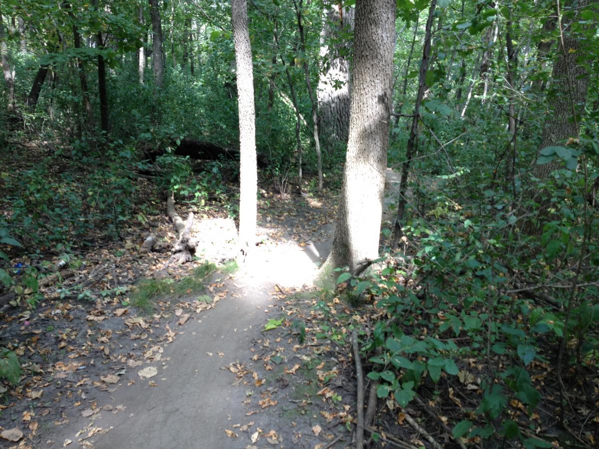 A sunlit pathway winding through a lush forest, surrounded by tall trees and dense greenery. The ground is covered with fallen leaves, and a few branches are scattered along the trail, creating a serene natural setting. Elm Creek Park mountain bike trail.