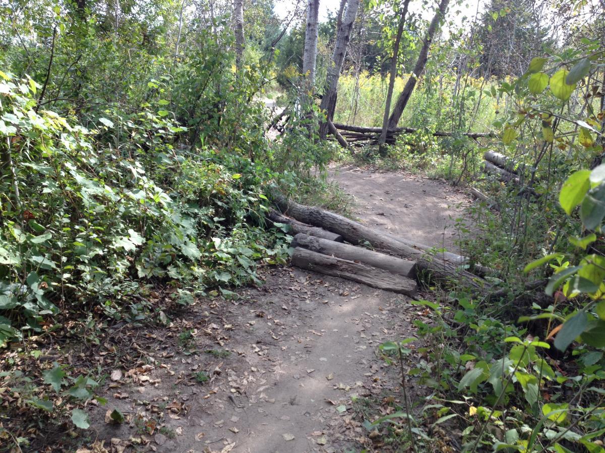 A narrow, dirt trail surrounded by dense green foliage, with fallen logs blocking part of the path. Sunlight filters through the trees, illuminating the natural scenery. Elm Creek Park mountain bike trail.