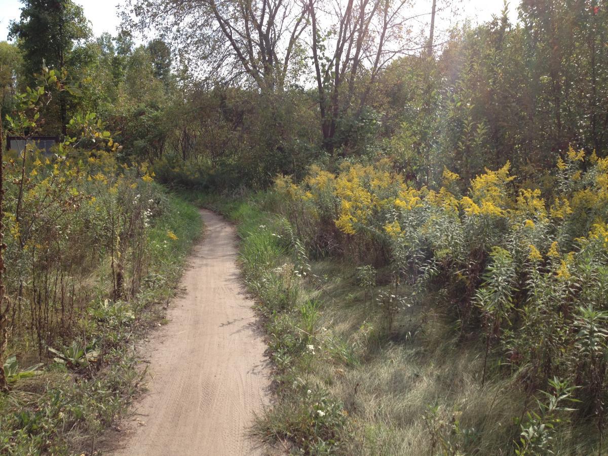 A winding dirt path surrounded by vibrant greenery and blooming yellow wildflowers, leading through a peaceful natural landscape with trees and sunlight filtering through the leaves. Elm Creek Park mountain bike trail.