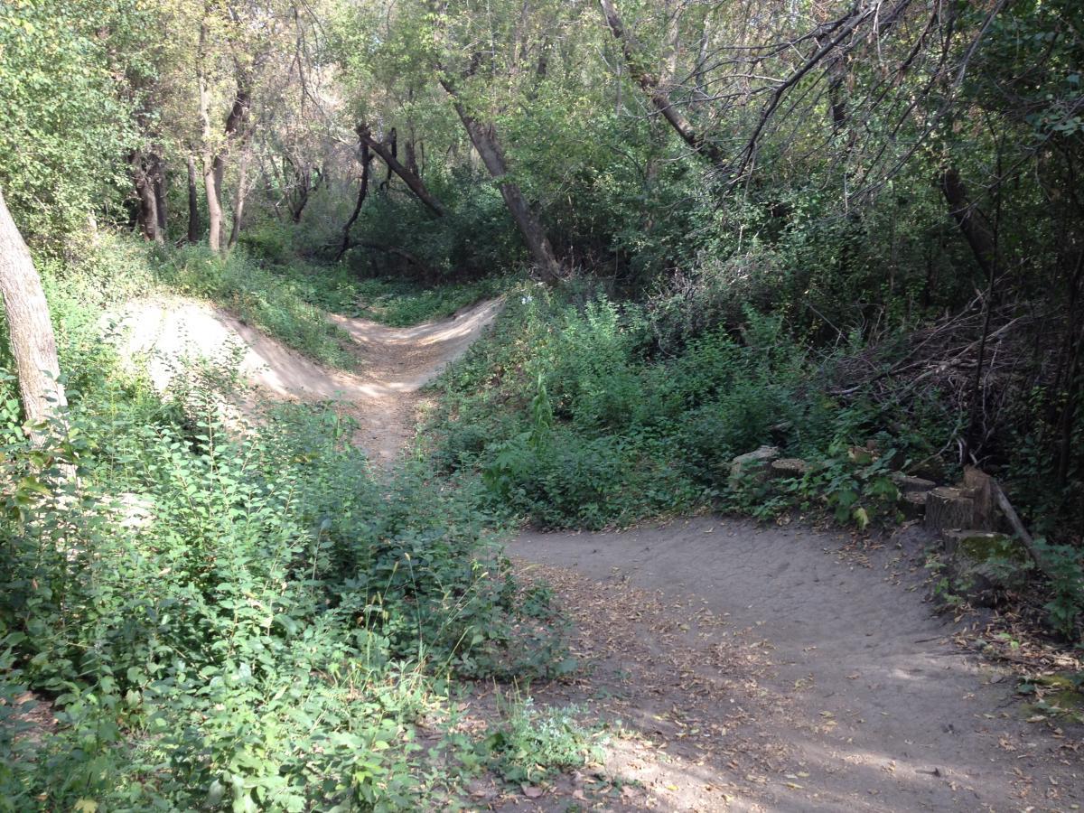A dirt path diverges into two forks surrounded by lush greenery, including bushes and trees. Sunlight filters through the leaves, creating a serene atmosphere in the wooded area. Elm Creek Park mountain bike trail.