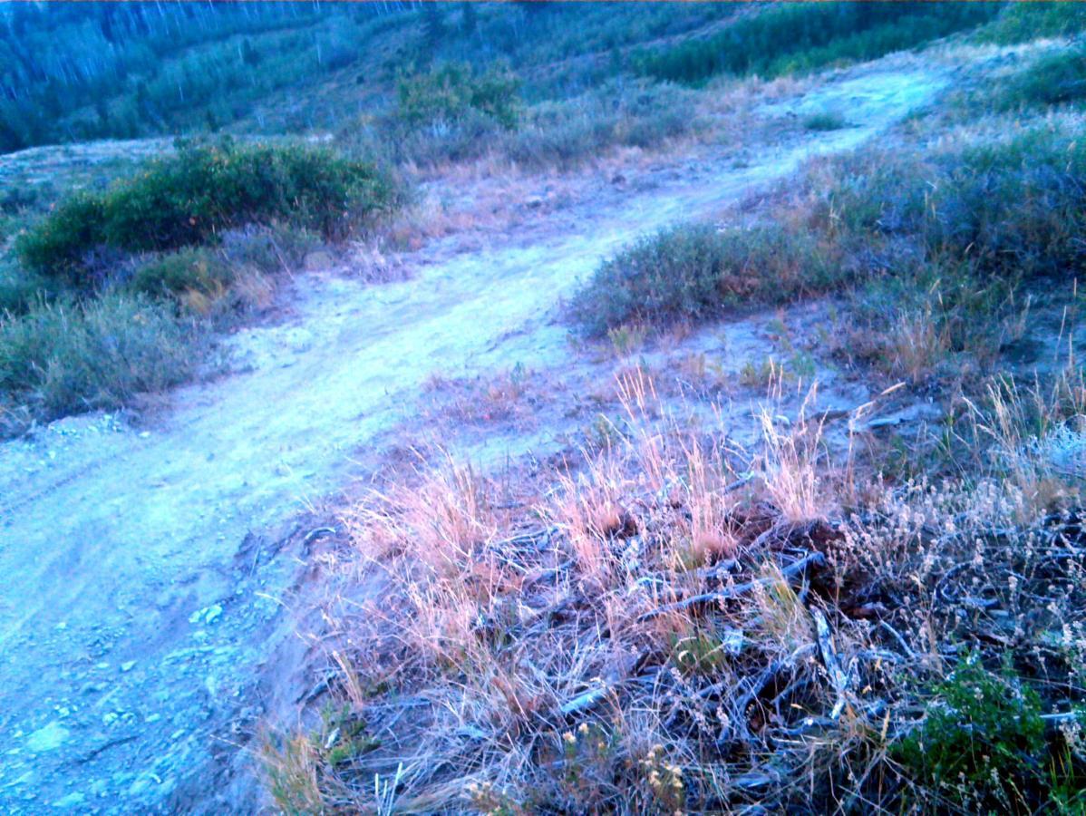 A dirt path diverging at a fork, surrounded by dry grass and small bushes, leading into a natural landscape with trees in the background. The scene is illuminated by soft, natural light, suggesting early morning or late afternoon. Southbound mountain bike trail.