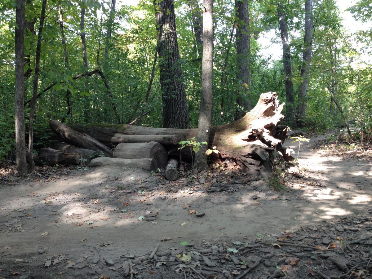 A fallen tree stump and logs lying on a dirt path surrounded by lush green foliage and trees in a forested area. Sunlight filters through the leaves, creating light and shadow play on the ground. Elm Creek Park mountain bike trail.