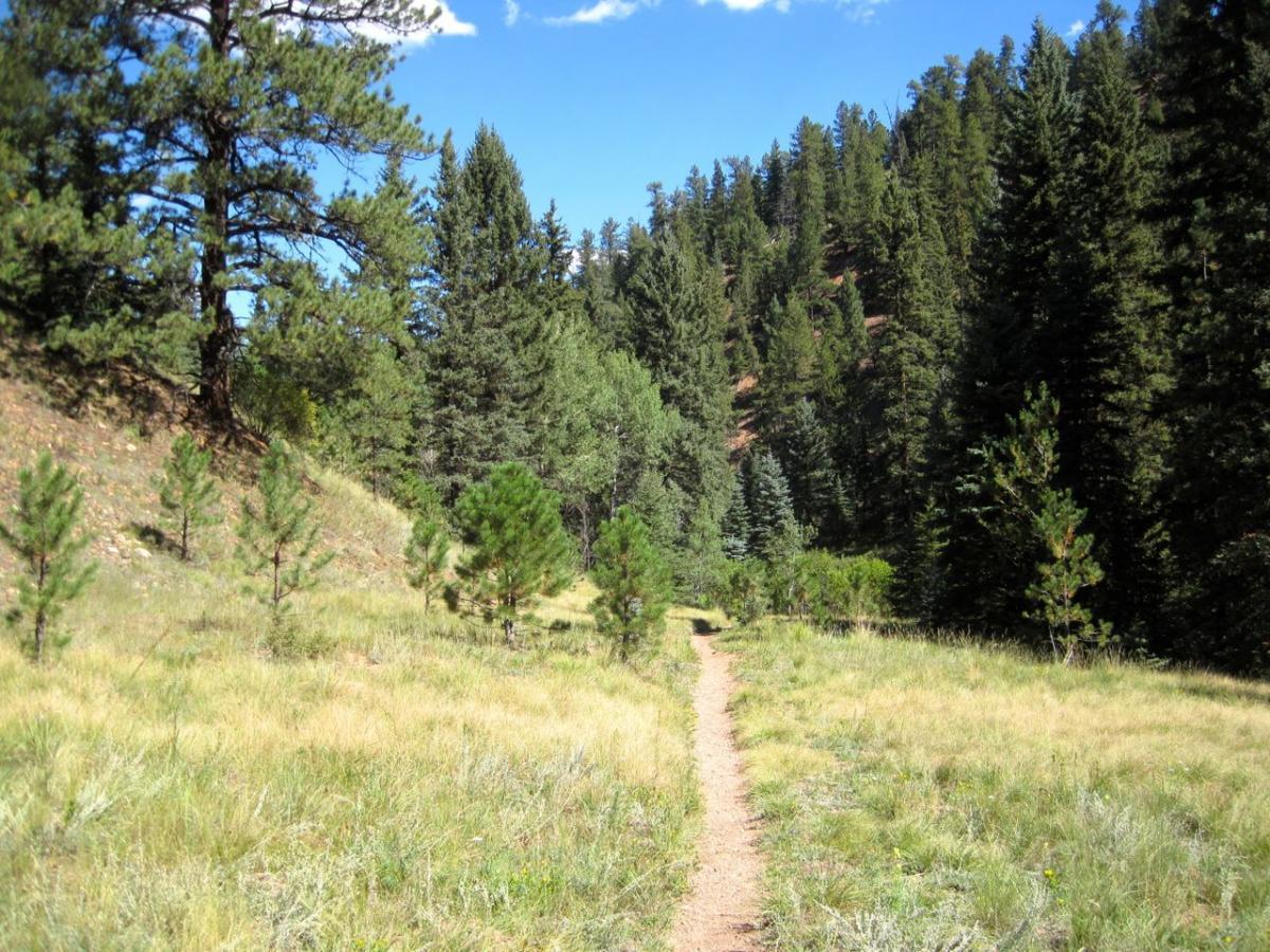 A narrow dirt path winding through a grassy area surrounded by tall trees and dense forest on either side, under a clear blue sky. Mule Creek mountain bike trail.