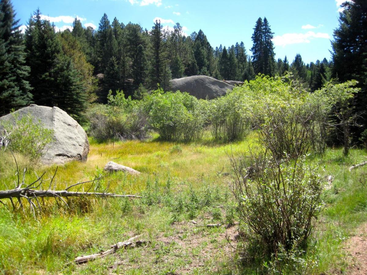 A sunny outdoor scene featuring a grassy clearing surrounded by dense pine trees and large rocks. The landscape displays various shades of green from the vegetation, with a clear blue sky overhead, indicating a bright, pleasant day. Mule Creek mountain bike trail.