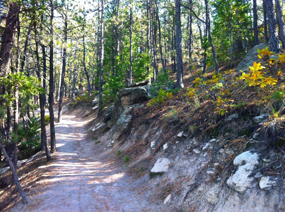 A winding dirt path through a sunlit forest, surrounded by tall pine trees and rocky terrain, with patches of colorful autumn foliage on one side. Spruce Mountain Trail Upper Loop mountain bike trail.