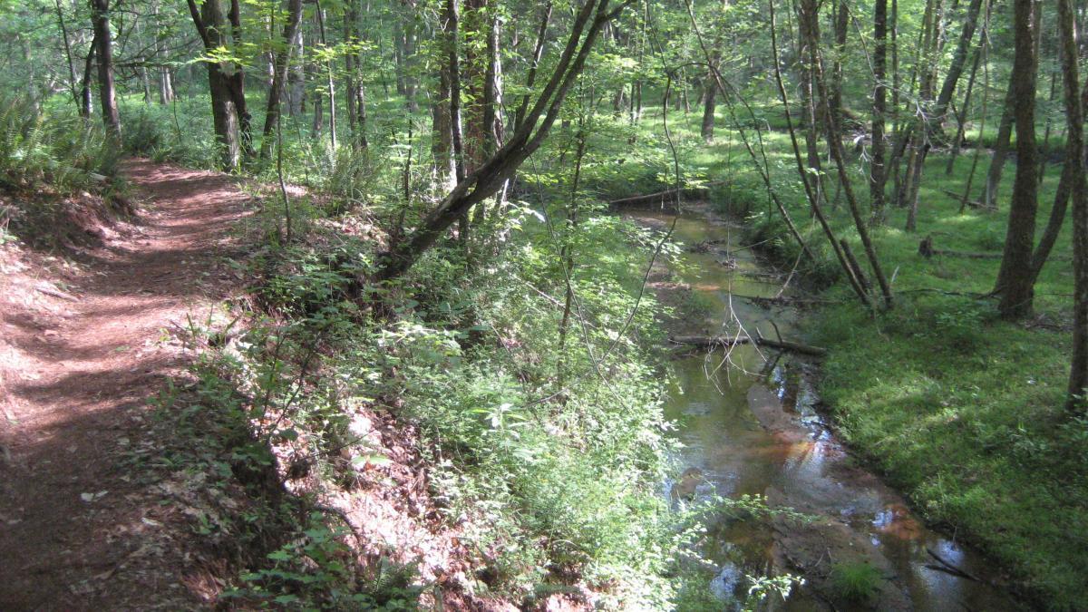 A serene forest scene featuring a winding dirt path alongside a shallow, gently flowing creek. Lush greenery surrounds the area, with trees and underbrush creating a peaceful, natural atmosphere. Sunlight filters through the leaves, casting soft shadows on the trail. Issaqueena Lake mountain bike trail.