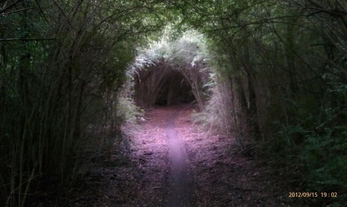 A narrow path illuminated by soft light, winding through a dense thicket of trees and foliage, creating a natural arch overhead. The ground is covered with fallen leaves, and the atmosphere is tranquil and serene. LB Houston mountain bike trail.