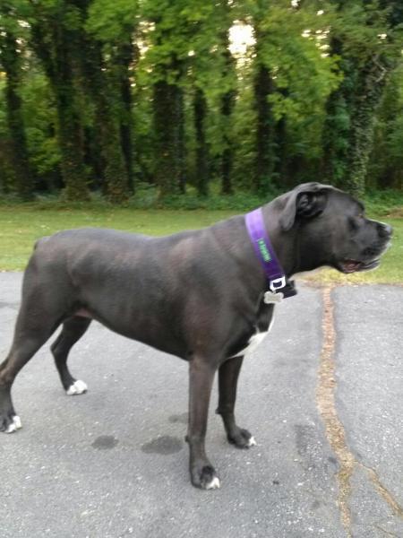 A large black dog standing on a paved surface with a green and purple collar, set against a backdrop of lush green trees. The dog is positioned in profile, looking to the left.