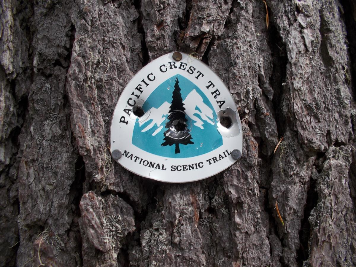 A metal trail marker affixed to a rough tree bark, featuring the text "PACIFIC CREST TRAIL" and "NATIONAL SCENIC TRAIL," along with a graphic of a pine tree and mountains in the background. Gold Lake To Bobby Lake mountain bike trail.