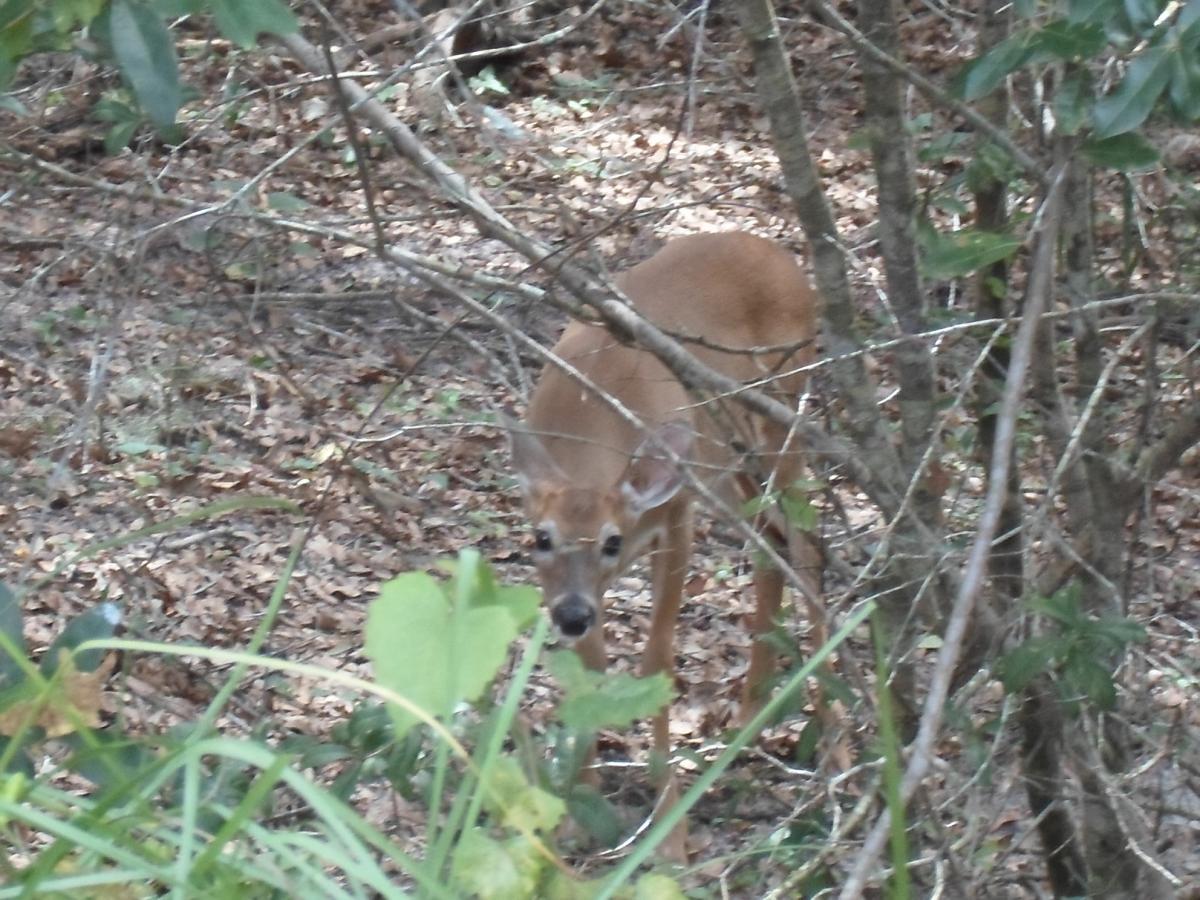 A deer partially hidden among trees and bushes in a wooded area, with leaves scattered on the ground. The deer appears alert, looking toward the camera. Balm Boyette Scrub Preserve mountain bike trail.