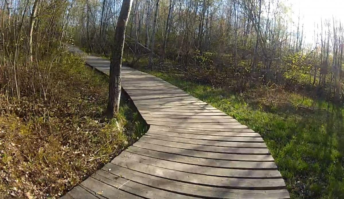 A wooden boardwalk winding through a lush green forest with trees and underbrush on either side, illuminated by sunlight. Laurier Woods mountain bike trail.