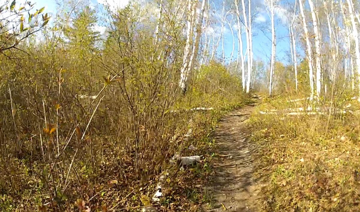 A narrow dirt path winding through a forest with green bushes and young trees, under a clear blue sky. White birch trees stand tall in the background, surrounded by the vibrant colors of early spring foliage. Laurier Woods mountain bike trail.