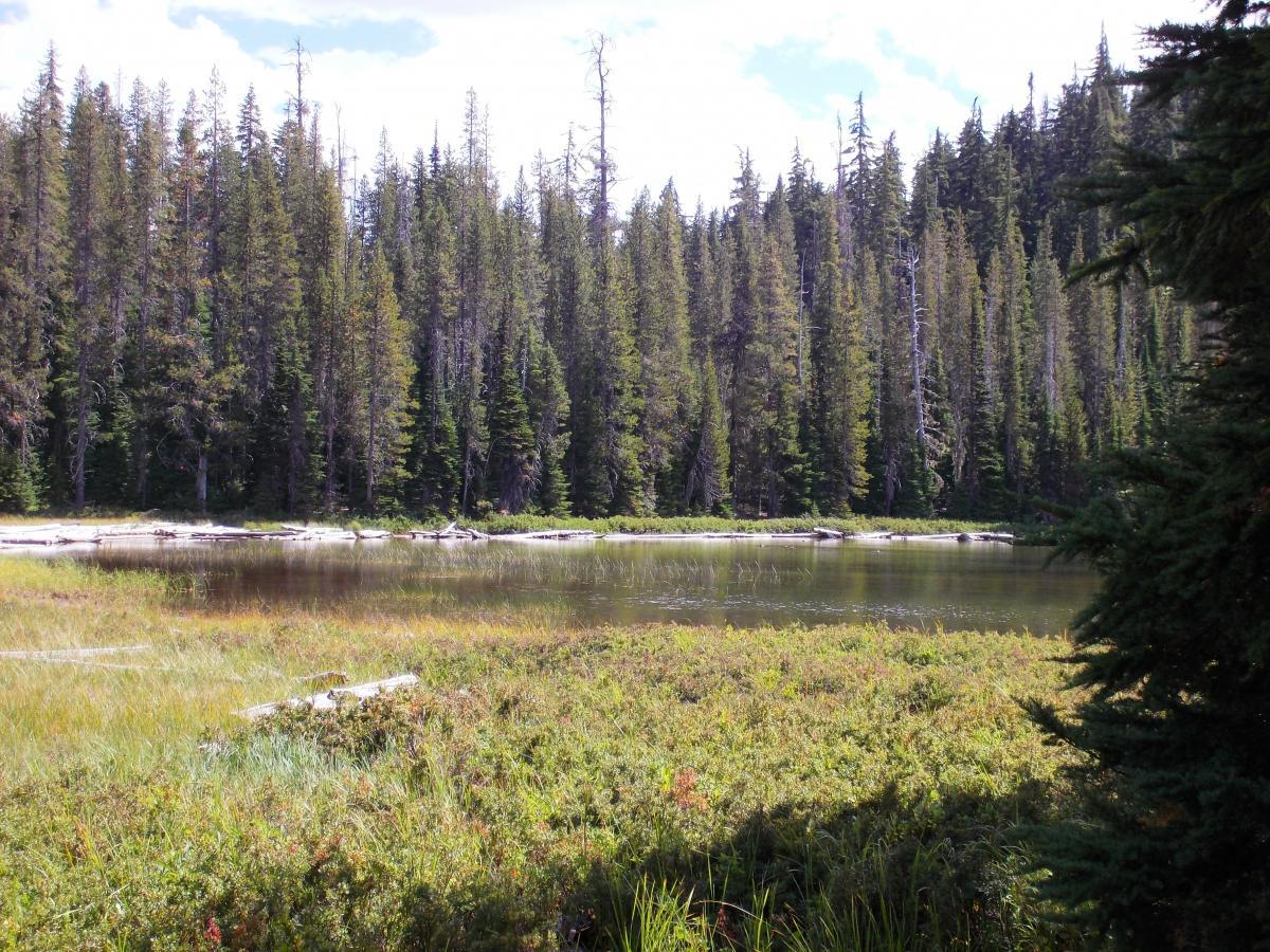 A tranquil landscape featuring a calm lake surrounded by tall pine trees and lush green vegetation. The scene captures a serene natural environment with reflections in the water and a bright blue sky visible above. Gold Lake To Bobby Lake mountain bike trail.