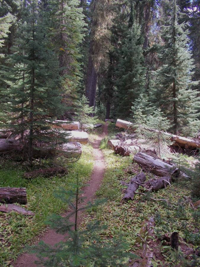 A narrow dirt trail winds through a lush forest, surrounded by tall coniferous trees and scattered logs on the ground. Sunlight filters through the branches, illuminating patches of green foliage along the path. Gold Lake To Bobby Lake mountain bike trail.