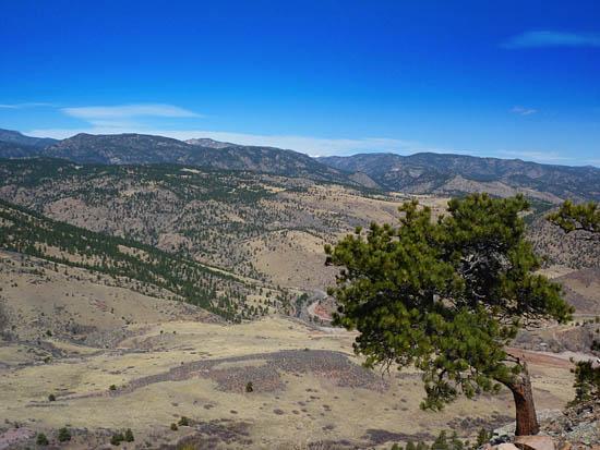 A panoramic view of rolling hills and mountains under a clear blue sky, with a lone pine tree in the foreground. The landscape features a mix of green trees and brown terrain, showcasing the natural beauty of the area. Wild Turkey Trail mountain bike trail.