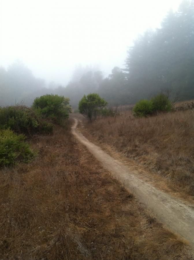 A winding dirt path through a foggy landscape, surrounded by low shrubs and dry grass. Tall trees are faintly visible in the background, creating a mysterious and serene atmosphere. Wilder Ranch State Park mountain bike trail.