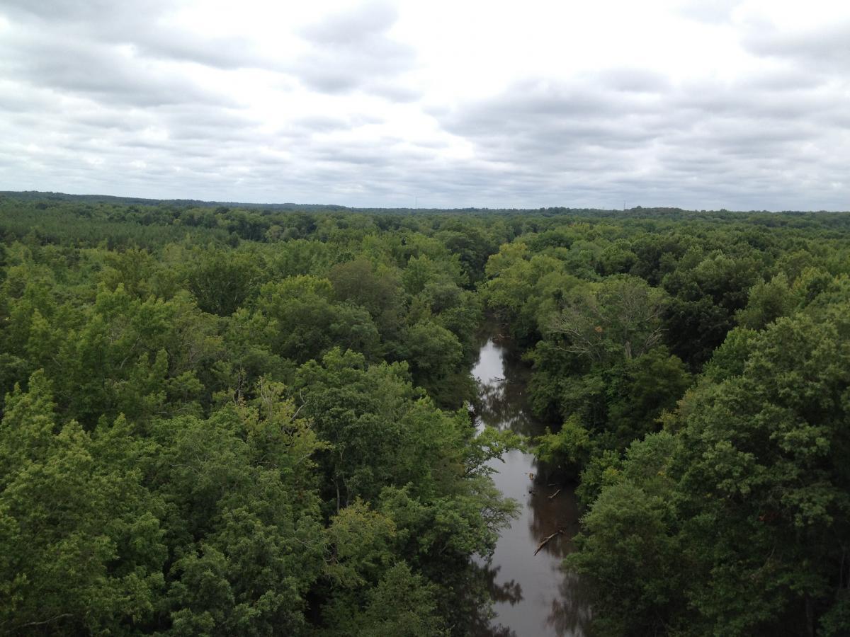 A panoramic view of a dense green forest with a winding creek visible in the center, under a cloudy sky. The landscape showcases various shades of green from the treetops, highlighting the lush vegetation and natural beauty of the area. High Bridge Trail mountain bike trail.