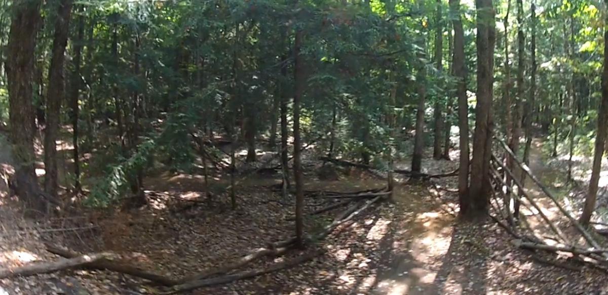 A dense forest scene with tall trees, dappled sunlight filtering through the leaves, and a path winding through the underbrush. Fallen branches and leaves cover the forest floor, creating a natural and serene atmosphere. Buckwallow mountain bike trail.