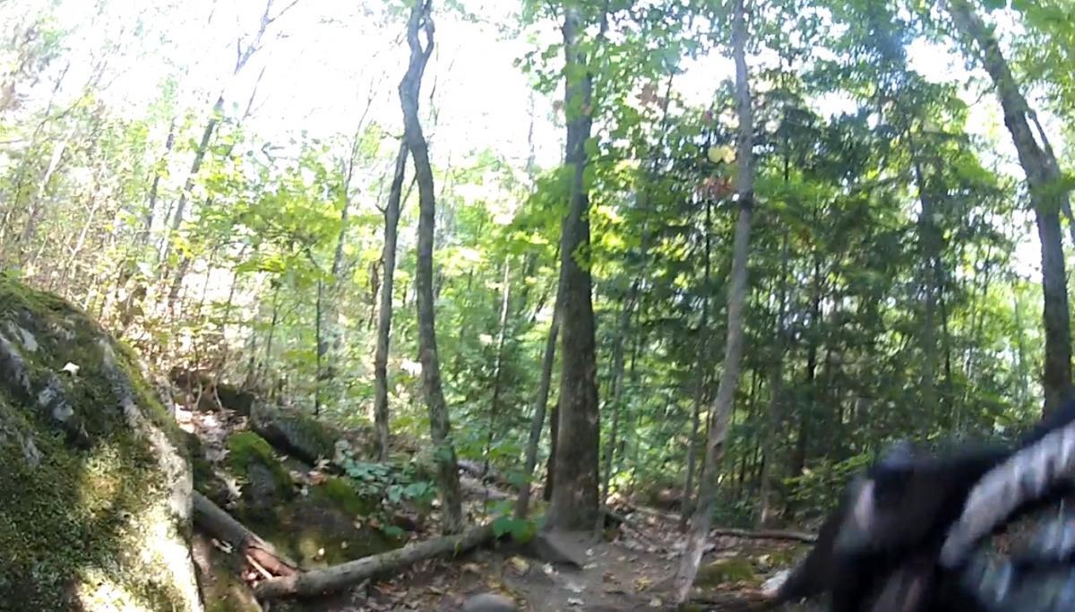 A wooded trail surrounded by tall trees, with sunlight filtering through the leaves. The ground is uneven with rocks and fallen logs, suggesting a natural, outdoor hiking environment. Buckwallow mountain bike trail.
