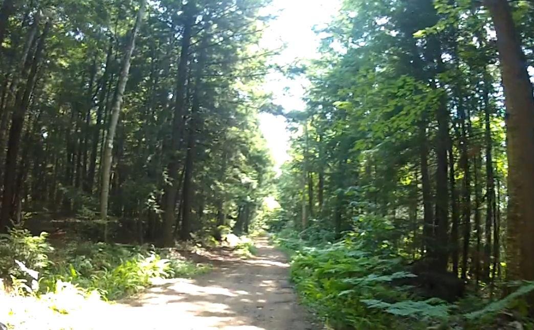 A dirt path winding through a lush green forest, with tall trees on either side and sunlight filtering through the leaves. Ferns and other vegetation line the edges of the path, creating a serene and inviting atmosphere. Buckwallow mountain bike trail.