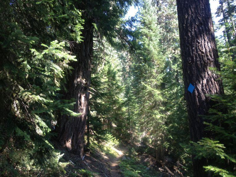 A narrow trail winding through a lush forest of tall trees and dense greenery, with sunlight filtering through the leaves. A blue marker is visible on a tree trunk along the path. Gold Lake To Bobby Lake mountain bike trail.