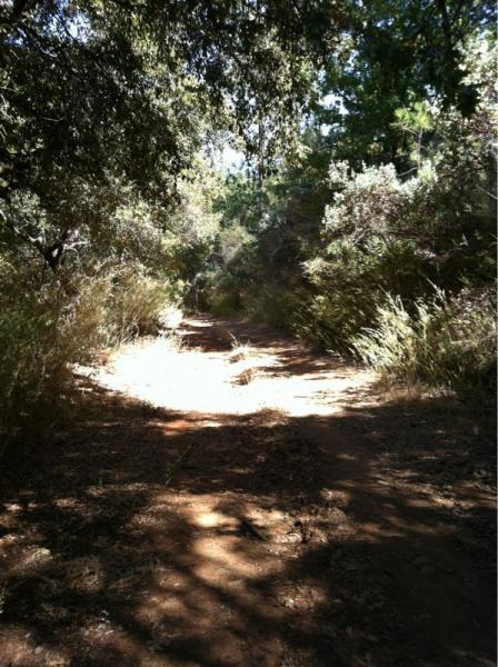 A narrow dirt path winding through a sunlit forest surrounded by tall grasses and shrubs. Trees provide dappled shade along the sides of the trail, offering a sense of tranquility and natural beauty. Stagecoach / Flood / Manzanita mountain bike trail.