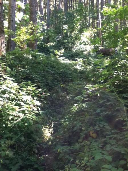 A narrow path surrounded by lush greenery and trees in a forest, with dappled sunlight filtering through the leaves. North Shore Trail mountain bike trail.