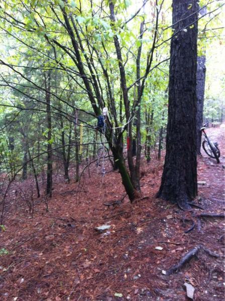 A misty forest scene featuring a tree with a figure hanging from a branch, surrounded by green foliage and pine needles on the ground. A bicycle is partially visible on the right side of the image, indicating a nearby trail. Cedar Glades Trail mountain bike trail.