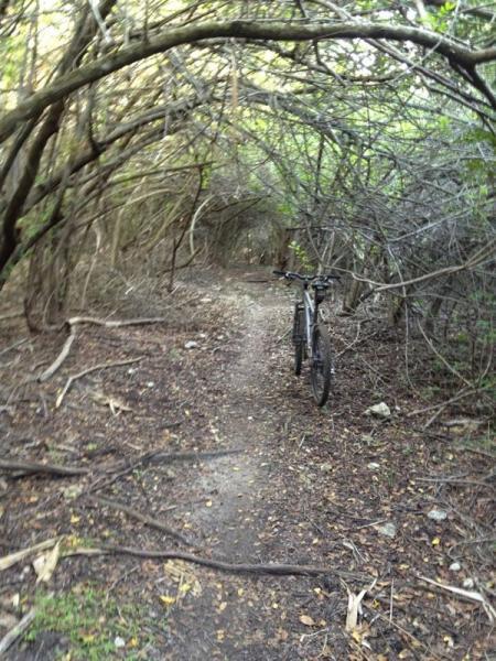 A narrow dirt path winding through a dense thicket of overhanging branches and foliage, with a bicycle parked on the side. The ground is covered in leaves and small twigs, creating a natural and untamed atmosphere. Caloosahatchee Regional Park mountain bike trail.